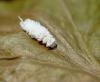 313029 – Photo : Maria Justamond – Royaume-Uni